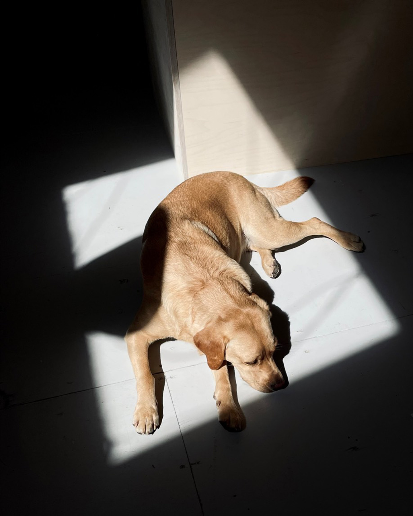 Ray, the dog of the office enjoying a sun bath in the office